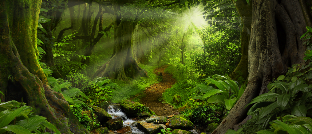 Green Forest with a stream, and a light showing the way forward to a brighter future.