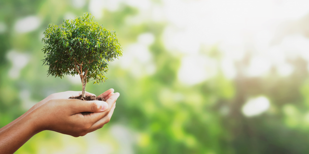 A pair of hands holding a miniature tree in support of sustainability and eco-friendly practices.